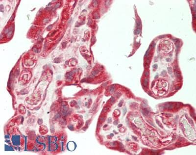 IHC-plus™ SUFU Antibody