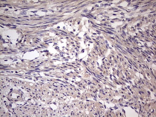 UFD1L Antibody (clone OTI8G6)