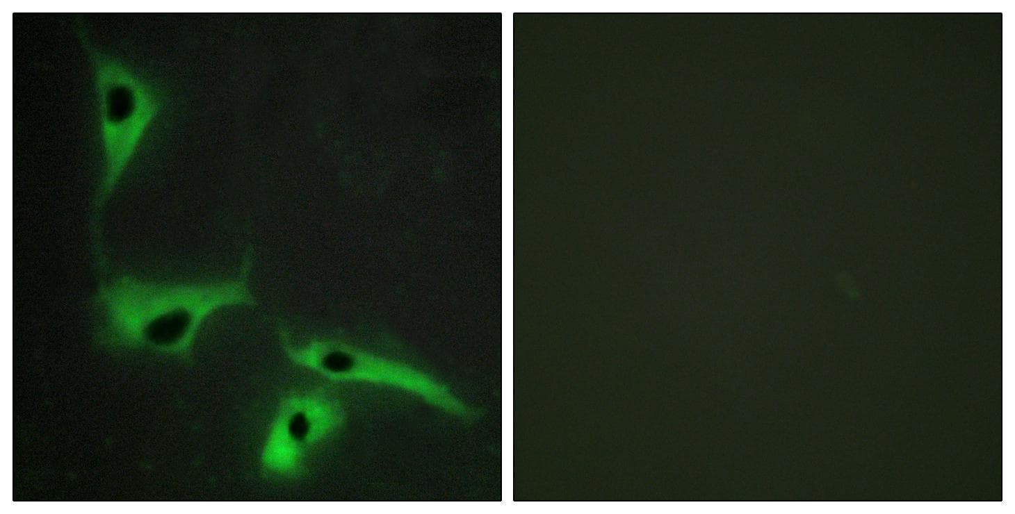 Polyclonal Rabbit anti-Human CO-029 / TSPAN8 Antibody (IF, WB)