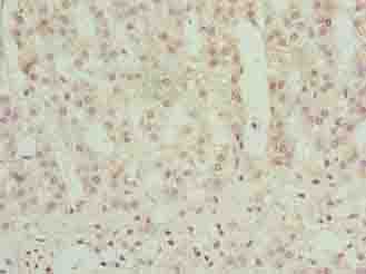 FFAR3 / GPR41 Antibody (aa280-346)