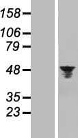 AURKA / Aurora-A Protein (Over-Expression Lysate Myc-DDK (Flag))