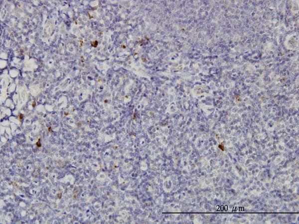 Monoclonal Mouse anti-Human NKIRAS2 Antibody (clone 2G9, IHC, WB)