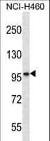 SLC6A17 Antibody (aa647-675)