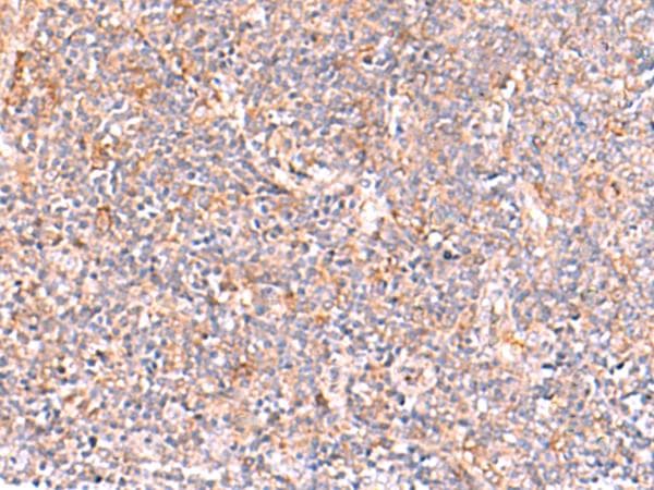 NADK / NAD Kinase Antibody