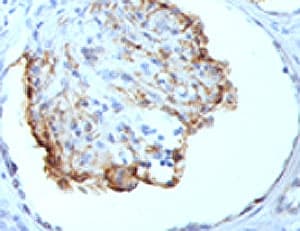WT1 / Wilms Tumor 1 Antibody (clone WT1/857, Azide-free, BSA-free)