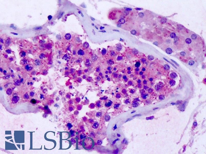 IHC-plus™ GPR75 Antibody (C-Terminus)