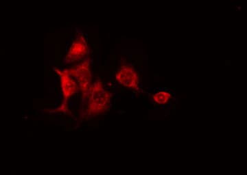 CEP97 Antibody