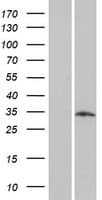LRRC10B Protein (Over-Expression Lysate Myc-DDK (Flag))