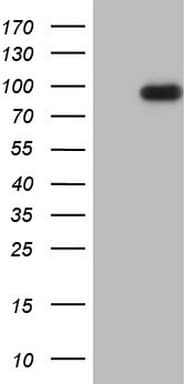ADAMTS4 Antibody (aa296-577, clone OTI6F1)