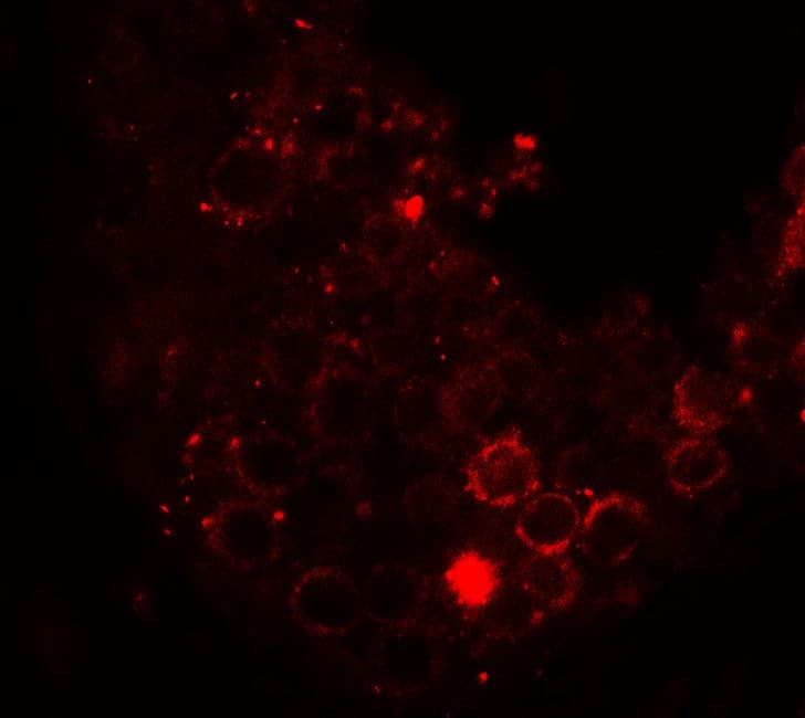 HDAC6 Antibody
