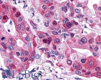 PathPlus™ P2RY6 / P2Y6 Antibody (C-Terminus)