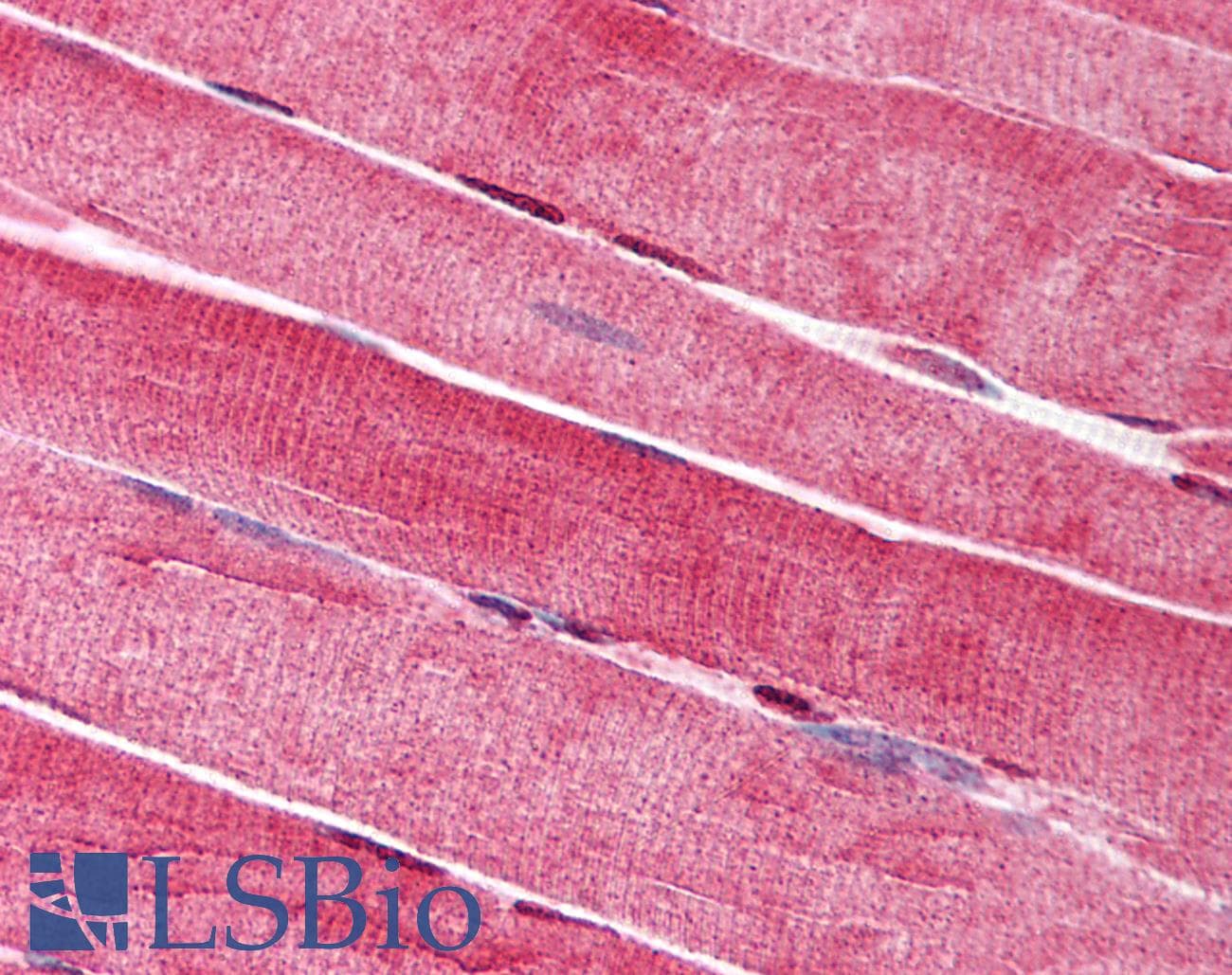 IHC-plus™ LIG1 / DNA Ligase 1 Antibody (clone 10H5)