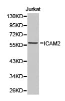 ICAM2 / CD102 Antibody
