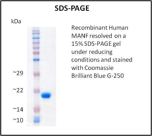 Human MANF / ARMET Protein (Recombinant)