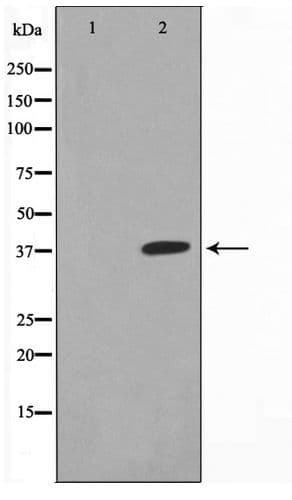 XRCC3 Antibody