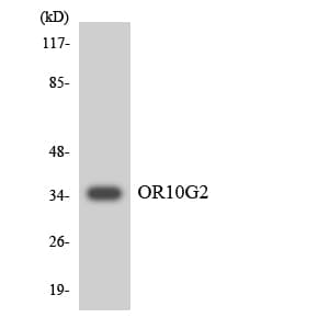 OR10G2 Antibody (aa226-275)