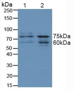 FOXO3 / FOXO3A Antibody (aa369-633, APC)
