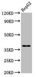 HNRPA1 / HnRNP A1 Antibody