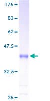 Human INSL4 Protein (Recombinant GST)