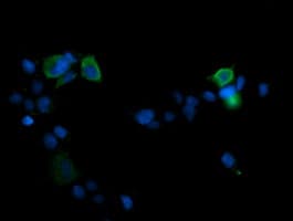 MAPK13 / p38delta Antibody (clone OTI12A11)