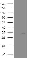 NANP Antibody (clone OTI3C1)