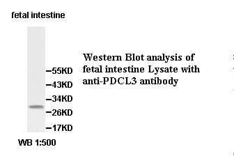 Polyclonal Rabbit anti-Human PDCL3 Antibody (IHC, WB)