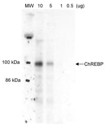 MLXIPL / CHREBP Antibody (aa800-852, Biotin)