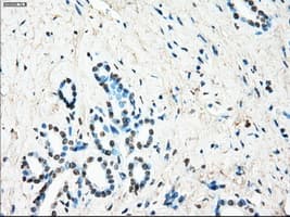 LTA4H / LTA4 Antibody (clone OTI1E9, Carrier-free)