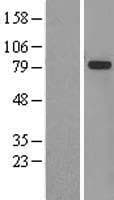 GMPS / GMP Synthase Protein (Over-Expression Lysate Myc-DDK (Flag))