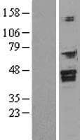 FOXI1 Protein (Over-Expression Lysate Myc-DDK (Flag))