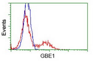 GBE1 Antibody (clone OTI5B7)