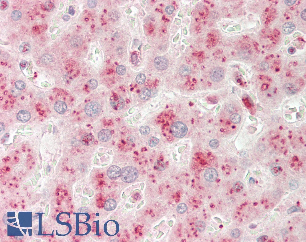 TMEM25 Antibody (aa213-262)