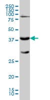 IHC-plus™ Monoclonal Mouse anti-Human GALT Antibody (clone 4C11, IHC, WB)