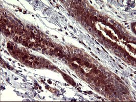 BID Antibody (clone OTI3E9)