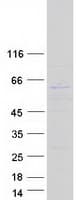 Human PRIM2 / DNA Primase Protein (Recombinant Myc-DDK (Flag))
