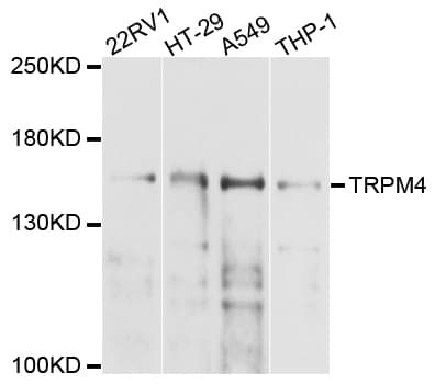 TRPM4 Antibody