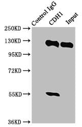 IHC-plus™ Polyclonal Rabbit anti-Human CDH1 / E Cadherin Antibody (IHC, IF, WB)