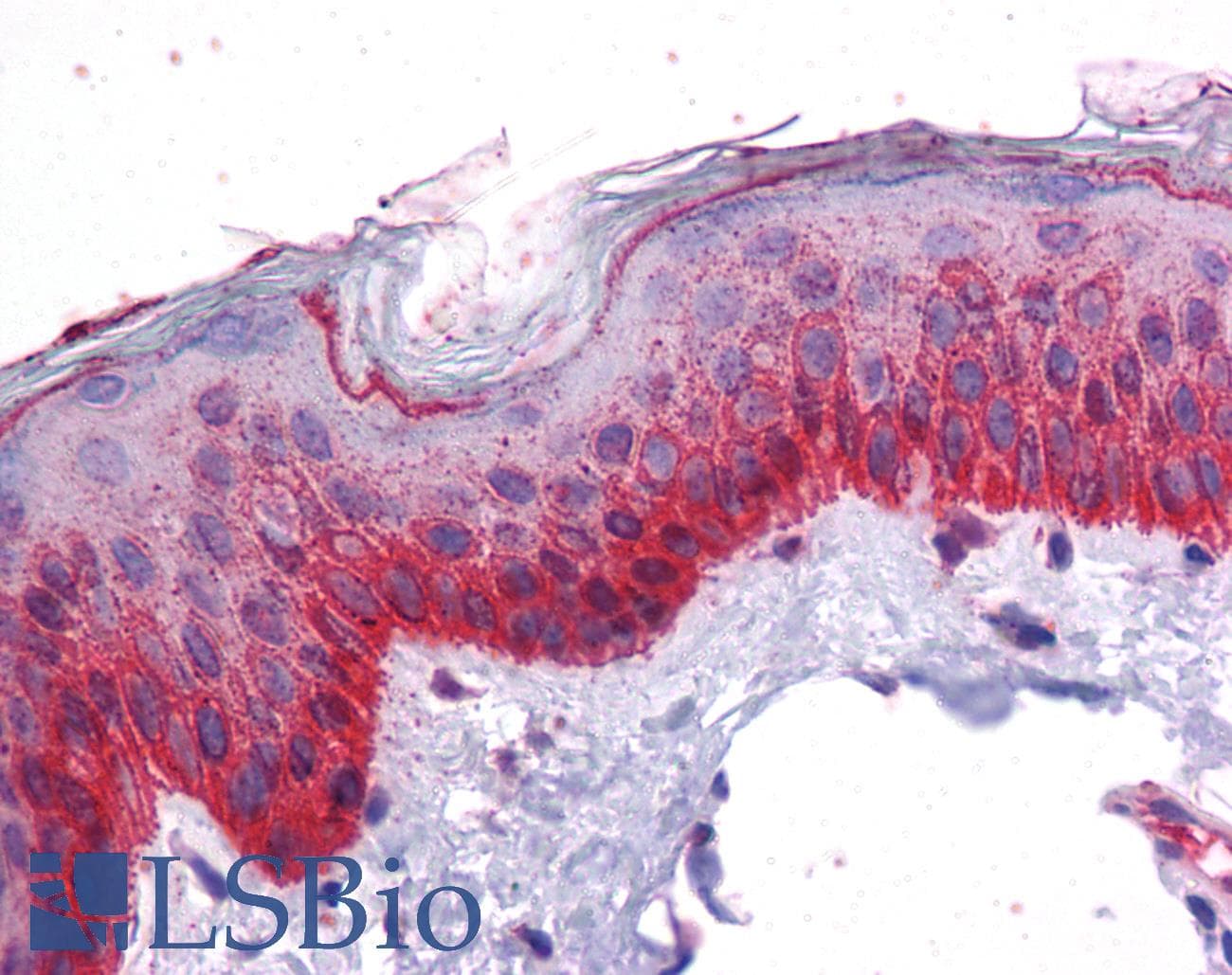 PathPlus™ BMP7 Antibody (aa165-214)