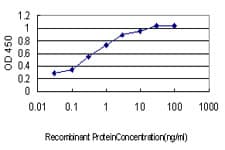 HOXD8 Antibody (clone 10F8)