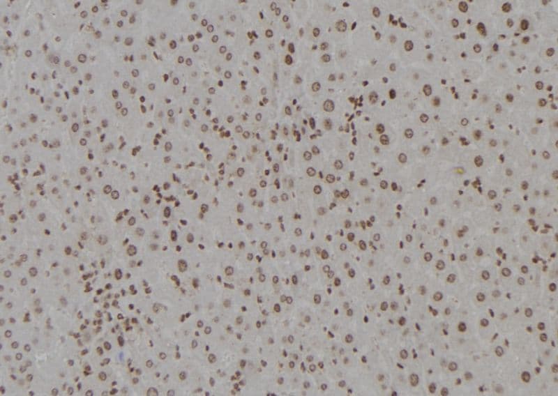 DDB1 Antibody