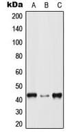 MAPK14 / p38 Antibody (Internal)