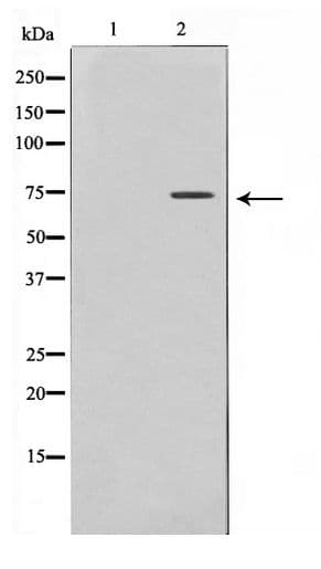 RPH3A / Rabphilin 3A Antibody