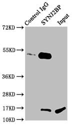 Polyclonal Rabbit anti-Human SYNJ2BP / OMP25 Antibody (IHC, WB)