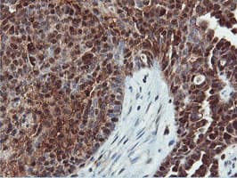 DUSP23 Antibody (clone OTI3C10)