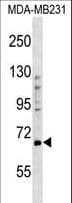 PRDM5 Antibody (aa132-160)