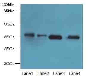 TMEM19 Antibody