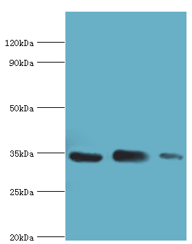 AQP4 / Aquaporin 4 Antibody (aa244-323)