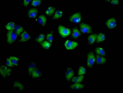 ADGRE2 / EMR2 Antibody