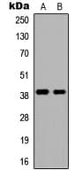 DMRTC2 Antibody (N-Terminus)