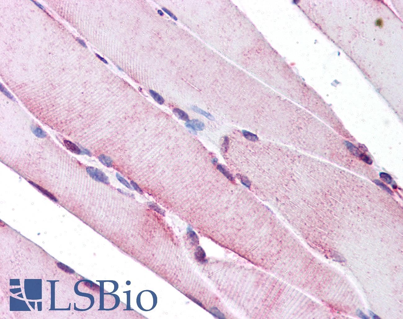 SELN / SEPN1 Antibody (C-Terminus)